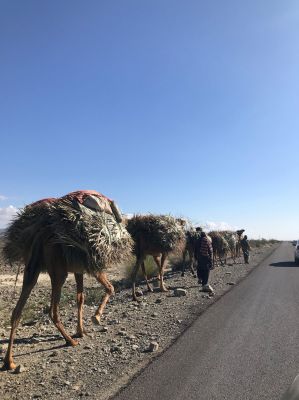 Camels
ہُشتر
Hoshter
ہُشتر یک کوھنیں پہ لڈ و بار ءَ کارمرر کتگ بلے بلوچستان انگتہ اے کارمرز بیت ۔ چیا کہ تنیگا بلوچفستان انگتہ انچو نوکیں دور ءَ سر نہ بوتگ کہ وتی لڈ و بار ہشترے بدالا گاڈی ءُ ریل کارمرز بکنت ۔ چمیشکا بلوچ مجبور انت کہ پہ لاپ شوھاز ءَ ھشترے سرا وتی لاپ درگیج انت ۔ 
اے اکس ءَ ھُشتراں کمب لڈ اتگ ۔
Keywords: camel