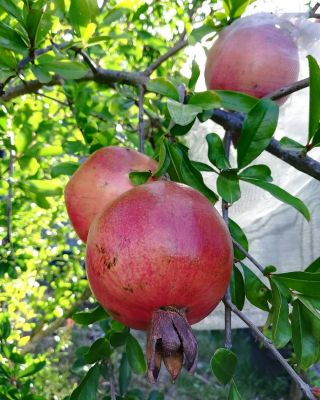 Pomegranate
انار
Anaar

انار یک میوہ ات کہ گیشتر گرماگے ھلاسی او زمستان ء اول سرا پا ورگ ء جاڈی بیت - انار پُل او انارے گروہگ گیشتر بلوچ شاہراں پہ جنک ء شرّنگی ء تشبیح داتگ انت - بلوچستان انارے واستہ وش تبیں موسُم دنت - مکران ے برزی ھنداں بگر تاں سراوان تاں توران اے انارے ردوما باز جوانیں ھند و دمگ انت - انار سُہریں گروھگے توکا سُہریں شیرکنین او تُروپشیں دانگ مان - انار کہ گیش بنت گڈا ایشان تاپ کن انت او اناردانگ جوڈ کن انت - آیے پُوستا چہ بندگ او پژم رجنت - انار دلے نادراہ اے علاج انت -۔

