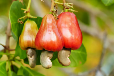 Cashew fruit
Kajo e nibag
کاجو نیبگ 
چونایا اے درچک لاتینی امریکہ است انت بلے مرچاں گیشتر ایشیائے ملکاں کش انت ۔ کاجو پیداک کنوکیں ملک آیوری کوست ءُ انڈیا انت ۔ اشیے نیبگ ہُشک انت چو انسان گٹگ پیم ءَ انت ۔ اشیے تام وش انت 

