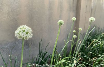 Onion
پیماز
pimaz
پیماز ءِ تاریخ ساپ ءُ سلّہ نہ انت چیزے تاریخدان گوشنت کہ پیماز پنچ ہزار سال چہ پیش مسیح کشگ بوتگ بلے لہتیں گوشنت کہ دو ہزار سال پیش چہ مسیح مصر ءَ کشگ بوتگ ۔ پیماز دھل زانگ بیت کہ اشیا تاں تانسریں سال کار مرز کن انت ۔ پیماز ءَ بلوچستان باز کشت ءُ کشار کن انت ، بلوچ پیماز ءَ وتی نارُشتانی ،سلاد، ءُ دوا داروا ہم کارمرز کن انت ، پیماز ءِ تل کنگ ءَ انچیں بوہ ءِ درکیت کہ چمّان چہ ارس جہلاد بنت ، پیماز باز نازورک انت ۔سرد ءُ گرم ءَ چہ رکّینگی انت گیشین گرم گہین ات ءُ گیشیں سرد رودین ات۔چمیشا پیماز ہر جاوراں چہ موسُم ءِ رکّینگی انت

