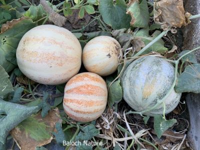 Sweet melon

Tejag
تیجگ
تیجگ ولّ ء چہ تیجگ پر بیت - تیجگے ولّ زمین ء سرا پراہ روت، زردیں ڈولداریں پُل ء پر کنت بے ولّے ہمک پُل بر نہ بنت - وھدیکہ بر کسان بیت گڈا کرٹ ء گوشنت ، کمّے مستر بیت گڈا لوُش ء گوشنت، لوش ء رند تیجگ بیت وھدیکہ تیجگ بیت بزان پہ ورگاجاڑی انت -۔

