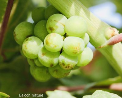 Grapes

Angoor
انگور
انگور یک میوہ ات - کہ آیے درچک چو ولّے وڈا رودیت - انگورے یک ھُوشیا پنچ ء بگر تاں پنچ سد دانگ بر پر بیت - انگورے میوہ باز شیرکن او تامدار انت - انگورا چہ شراب او شربت جوڈ کن انت - گیشیں انگورانی دانگاں تاپ کن انت او ھُشک کن انت او کشمش جوڈ بنت - کشمش ء چہ بریانی او کیک جوڈ کن انت - بلوچستانے بالائی ھند او دمگ بزاں سوراب قلات منگوچر مستونگ سرباز پنجگور ء انگورے بے ھسابیں باگ است -۔
