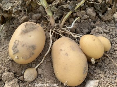 Potato

Batatok
بٹاٹوک
بٹاٹوک چونایا لاتینی امریکہ ء ِ دھل انت کہ 4 ھزار سال پیسرا اے کشار کنگ بوتگ ۔ بلے کولمبس وھدے کہ امریکہ درگیج ات ، گڈا بٹاٹوک ءَ یوروپ ءَ بارت گوں ، یورپ ء َ چہ ایشیا کیت انت ۔
سبزیانی توک ءَ چماٹوک ء رند بٹاٹوک گیشتردگنیا ءَ بہا کنگ بیت ۔ بلے بلوچستان ءَ اشیے کشاورزی نہ بوگے برابر انت ۔ اگاں بٹاٹوک ء بلوچستان ء کشاورزی کنت بہ بیت باز نپ دنت چیا کہ اے آپ باز کم لوٹ ات ۔
