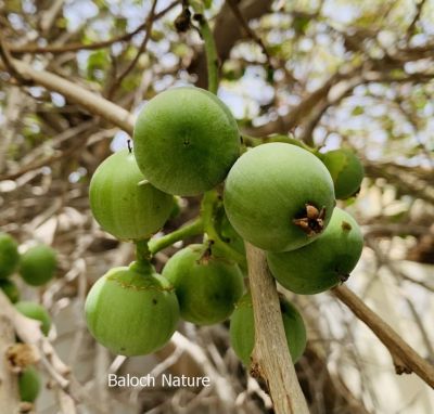 Cordia myxa or Sticky gum fruit

Liwaar
لیوّار
لیوّار یک نیبگ ء بزاں میوہ - بلے تام انچو وش نہ انت مردُم ا شیے چشگ ء گمان بہ بیت - لیوّار وھدے پُہتہ بیت زرد ترّیت - ورگ ء لپچ انت - ما کسانی ء لیوار ء چہ کتابانی پُوش لچّینتگ انت
