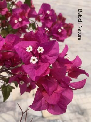 Bougainvillea
Bougainvillea
بوگن ویلیا
بوگن ویلیا یک ڈولداریں پلُ ء۔ مرچاں بلوچستان ہم است انت کہ باز مردمان وتی لوگانی دپ ء کشتگ انت - بلے نام ء نہ زانگے سسب ء سُہرپُل ء گوشنت چونایا اے سُہر پُل نہ انت ۔ ہمے نام ء یک جزیرہ ء است انت کہ اوشیانا زر ء توکا انت او اسٹرالیا ء روچدراتکی گوریچان ء کپیت ۔
