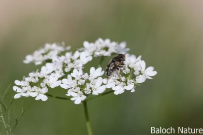 Coriander

Gehnich
گہنیچ
گہنیچ کسانیں بوٹگے - بلے اشیا مسالہ ء جاہ ء کار بندانت - گینیچ بلوچستان ء اسلی بوٹگ نہ انت بلے اے چہ انڈیا درآمد کنگ بوتگ - مرچی باندا بلوچانی نارُشت بے گہنیچ ء ھچ تامدار نہ بنت - چمیشکا گہنیچ ء نیادی انت - گہنیچ ہما تہلگ یا مسالہ انت کہ اشیے تاکاں بگرتاں دانگاں دروستاں کار گرانت - انڈیا ء اُنڈال ء چوپنت او کار گرانت
ادا گہنیچ پُل انت 
