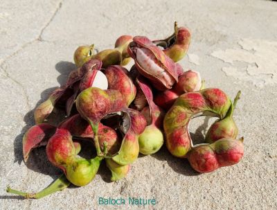 Manila Tamarind
Aamadi o Jangali Julaibi
آمڑی یا جنگلی جلیبی 
اے یک جنگلی نیبگ ات ۔ چونایا اے درچک وسطی امریکہ ءُ پلپین ءُ ھند ءَ است انت ۔ بلوچستان ءَ مرچاں اے درچک باز است انت ۔ مارکیٹ ءَ بہا بیت ۔ بلے اشیے دانگ  ننکہ باز شیرکن انت ننکہ ترُپش انت ۔ اشیے تام دوینانی میان انت ۔ مئے ھند ءُ نیمگا اشیا جنگلی جلیبی ہم گوش انت چیا کہ اے بر چو جلیبی ءِ وڑا بیت۔
