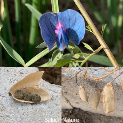 Butterfly pea flower
ماش کاہ
Mashkah
ماش کاہ کسانیں ولے وڑیں بوٹگے کہ گیشتر ماں زمستان ء کشارانی تہا رودیت ۔ اے چو مٹرے وڑا انت بلے اشیے پُل باز ڈولدار انت ۔ اے اکس ء تہا ماشکاہ ء پُل ، کوسرک ءُ دانگ یک جاہ انت ۔
