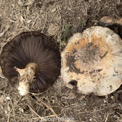 Mashroom
Pashtalink
 پشتلینک کٹینک ءِ یک زات ات ۔ اے گیشتر بہار بزاں زمستان رودیت ۔ اشیا گوکی کوٹینگ اوں گوش انت ۔ اے ہما جاہ رودیت کہ اود ءَ گیشتر گوکاں چرتگ ءُ وتی آرام جاہ کتگ ۔ اے پہ پچگ ءَ باز وش ءُ تام دار انت ۔ 
