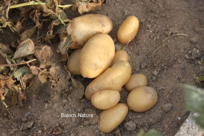 Potato
Batatok
 بٹاٹوک چونایا لاتینی امریکہ ء ِ دھل انت کہ 4 ھزار سال پیسرا اے کشار کنگ بوتگ ۔ بلے کولمبس وھدے کہ امریکہ درگیج ات ، گڈا بٹاٹوک ءَ یوروپ ءَ بارت گوں ، یورپ ء َ چہ ایشیا کیت انت ۔ 
سبزیانی توک ءَ چماٹوک ء رند بٹاٹوک گیشتردگنیا ءَ بہا کنگ بیت ۔ بلے بلوچستان ءَ اشیے کشاورزی نہ بوگے برابر انت ۔ اگاں بٹاٹوک ء بلوچستان ء کشاورزی کنت بہ بیت باز نپ دنت چیا کہ اے آپ باز کم لوٹ ات ۔ 
