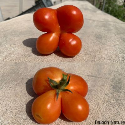 Tomato
Chamatok
چماٹُک
ادا چماٹُک چو پُل ءِ وڑا انت ۔ 
