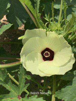 Okra. Lady finger

بنڈی ءِ پُل
Bindi e poll
بھنڈا یک سبزی ات کہ گرماگے بندات ء بلوچستان ء کش انت او تانسریں گرماگا بر دنت - بھڈا باز وشّیں او تامداریں سبزی ات مرچاں بھڈا ء لوٹ باز انت - اے زردیں او ڈولداریں پُل ء پر کنت او اشیے دراۃین پُل بر بنت - بھنڈیے باز نمونہے نارُشت اڈ بیت -۔

