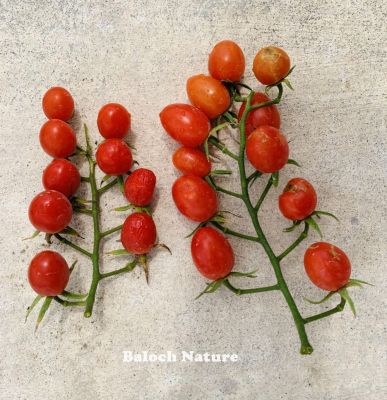 Cherry tomato
Goti chamatok
گُتی چماٹُک
گتی چماٹک گیشتر ماں جنگل ءَ وت رودیں چماٹک بوتگ انت ۔ بلے دگہ دگنیا اشیا سلاد کنت ءُ نوش جان کنت ۔ بگندے پہ وہ ایشیا کشت ءُ کشار کن انت ءُ مارکیٹ بہا کارنت ۔ اے پہ سلاد یا انچو ورگ باز تام دار انت۔
چونایا اے یک یک جنگلی وت رودیں لیلاں بلک ء زات انت اے اولی رند ء 1623 ساوتھ افریکہ درگیچگ بوتگ ۔ 1919 اولی برا امریکہ کشگ بوتگ ۔ بلے یورپ ء چد و ساری کشگ بوتگ ۔ 
