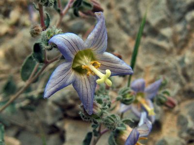 unknown Flower of Balochistan
بلوچستان ء پُل
اے یک ڈولداریں بُل ء اگاں شما ایشیا جاہ  کارے معلومات شنک بکننے 
