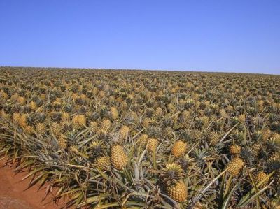 Pine apple

Alennas
الناس بلوچستان ء میوہ نہ انت ۔ بلے اگاں تو بلوٹے بلوچستان ء کشت کنے ۔ ایشیا توم مان نیست بلے ایشے دانگے سر برا یک شاہ ء رودیت ۔ وھدے کہ لوٹ ایشیا بکش ات گڈا تو میوہ ء سرے شاہ برے چپ ء برے راست تاب دے چہ میوہ جدا بیت ۔ وھدے کہ تو جدا کت نوں اشیے چیرے نیمگے کسانیں تاکاں چہ شاہ ء لڑین بزاں یک تا دو انچ ساب کن ۔ ہمدا اے روتگ جنت ۔ ایشیا تو سمات ریک ملکاں یک جاہ کن ء بکش ء ننکہ شیشگ ءِ توک ءَ آپ مان کن ءُ الناس ءِ ساپ کتگیں جاہ ءَ آپاں کن  اے شش ہپتگ ء توکا زاہری کنت کہ رستگ ۔

