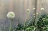 Filename=IMG-1738.jpg
Filesize=172KiB
Dimensions=1544x1000
Date added=Apr 25, 2020 IMG-1738.jpg