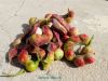 Filename=Manila_Tamarind.jpg
Filesize=250KiB
Dimensions=1317x1000
Date added=May 11, 2022 Manila_Tamarind.jpg