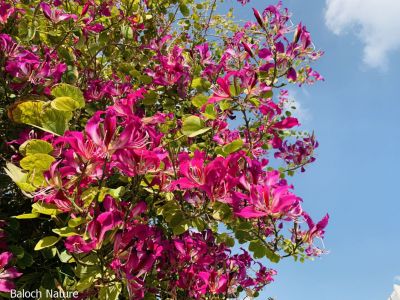   Bauhinia Orchid 
کچنار 
یک ڈولداریں پُل 
