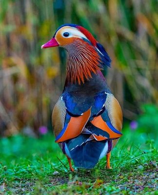 Mandarin Duck
Mandarin batt 
مندرین بٹ
مندریں بٹ گیشتر روچ ایر شُتی یورپ  ءَ است انت ۔ اے باز ڈولدار انت بلے اے کروس انت ۔ منی ھیال ءَ دگنیائے دراھیں رنگ اے مُرگ ءَ زرتگ انت ۔ 

