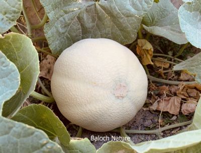 Sweet Melon
سردا
Sarda
دگنیائے توک ءَ تیجگ ءِ باز نسل انت بلے اے تیجگ کہ بلوچستان ءَ دست کپ انت گیشر چہ ہوروپ ءِ تیجگانی نسل ءَ گندگ بنت ۔ بلے مرچی باندا سردا ءَ تیجگ بلوچستان ءَ کشگ بوگان انت اے ہم چہ ایشیا ءُ یوروپ ءَ چہ سیادی کن انت ۔ بلے اے چہ انڈیا ءُ پپنجاب ءِ ءیمگا سر بوتگ انت ۔
Keywords: Sweet melon