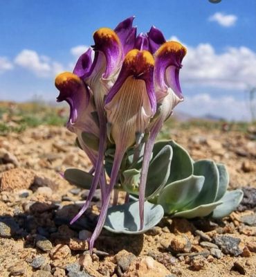 Purple white flower
Doldaren Poll
ڈولداریں پُل باز ڈولدار انت  اے اکس چے زانگ بیت کہ اے مئے سر ڈگارے پُل نہ انت 
