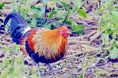 Red junglefowl
سُہریں جنگل پُل 
Sohrin janglepol
اے یک جنگلی مرگے کہ اشیا سُہریں جنگلپُل گوش انت بلے اے کروس انت ۔ اے گیشتر بارانی جنگل ء بیت چوش کہ سریلنکا، بنگلہدیش برما تائیلنڈ ملیشیا انڈونیشیا او دگہ لہتیں آسیائے مُلکانی جنگل ء است انت ۔ اے مردم چہ باز ترسیت ءُ وتا چیر دنت ۔ اے مُرگ لوگانی دپ ء مرگانی وڑا انت بلے اے بر انت ۔ چہ انسان ء وتا دور داریت ۔ اگاں اشیے دمبا بہ کپے گڈا مجبور بیت کہ تئے سرا حملہ بکنت ۔ باز ڈولداریں مُرگے ،۔
