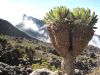 Filename=Gaint_groundsels_in_Tanzania.jpg
Filesize=285KiB
Dimensions=1024x768
Date added=Sep 27, 2022 Gaint_groundsels_in_Tanzania.jpg
