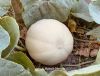 Filename=Melon.jpg
Filesize=227KiB
Dimensions=1311x1000
Date added=Jun 09, 2020 Melon.jpg