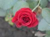 Filename=Rose_from_MA_Talpor.jpg
Filesize=595KiB
Dimensions=2048x1536
Date added=Jun 04, 2020 Rose_from_MA_Talpor.jpg