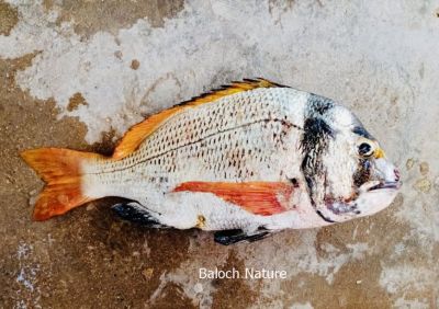 Captain's Daughter seabream
بانور
Banor
اے ڈولداریں ماھیگ ءِ بانور گوش انت ۔ ءُ عربی اشیا '' بنت ملاح ' 'گوش انت ۔ اے وشیں تامداریں ماھیگ ۔ 
