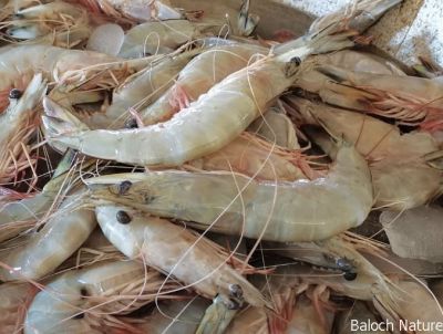 Shrimp
دریائی مدگ
Daryahi Madag
دریائی مدگ یم یک ماھیگ ءِ ۔ اے گیشتر نزیک ءِ تیاب دپاں بیت ۔ بلوچستان ءِ زر ہم باز تہرے دریائی مدگ ءَ چے بے بہر نہ انت ۔ تیاب دپی مردماں چہ ابید بلوچستان ءِ بُرزی مردماں اشیے ورگ بژ ایت ۔چیا 
کہ اے چو کرم ءِ وڑا انت بلے اشیے تام باز وش انت ۔
Pic by Mr. Sudheer

