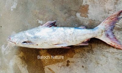 Catfish
Gallo
گَلو 
بلے اردو ء اشارا کھگہ گوش انت ۔

