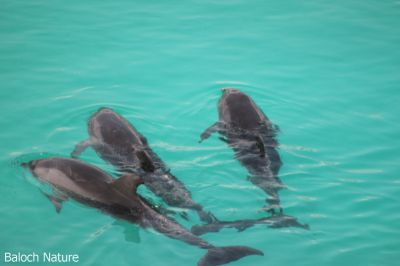 Dolphin

گوکین
Gokeen
گوکین ماھیگ ء کہ اشیے چل زات انت ۔ اے چہ دراجی یک میٹر ء بگر نُہ میٹر نیم ء دراج بیت ۔ ہمے وڑا چل کیلو ء بگر تاں دہ ٹن وزن بیت ۔ اے پاگاس ء سیادین ماھیگ انت ۔ بلے اے انسان دوست ات ۔ بلوچسستان ء زرا ہم اے گوکین بازیں زات است ۔

