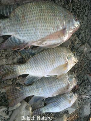 Common Carp (Cyprinus carpio)۔

گلفام
Golfam
اے وشیں آپ ءِ ماھیگ انت ۔ اشیے دراجی 120 سنٹی بیت۔ اشیے وزن 40 کیلو بوت کنت۔ اے ماھیگے عمرے کساس 65 سال انت بلے تاں 100 سال ءَ زندگ بوت کنت ۔ اے ماھیگ مکران ءَ 2005 ءَ میران ڈیم ءَ زاھری کتگ ، بلے ادے مردماں اشیارا الکاپیں نام دات نہ کتگ۔ چیزے مردمان اشیارا مشرف گشتگ ءُ لہتیں مرماں اشیارا بےنزیر گوشتگ ۔ اے ماھیگ وشیں آپیگ انت ءُ بلوچستاں وشیں دریا نہ بوتگ، بلوچستان ایوکا وشین دریا ءَ ڈیرہ غازیخان ءَ است انت بلے واکاں ڈیرہ غازی خان چہ بلوچستان ءَ جتا کتگ۔
ڈیرہ غازی خان بلوچ اے ماھیگ ءَ گلفام گوش انت۔
انڈیا ءَ اے ماھیگ ءَ رُوھُو گوش انت۔
بنگالی اے ماھیگ ءَ روحی گوش انت۔
انگریزی ءَ(Cyprinus carpio) Common Carp ۔
