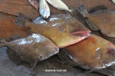 Unicoron filefish
ھر
Harr
ھر ءِ کسانیں ءُ مزنیں ماھیگ است، اے ماھیگ ءِ دپ باز کسان انت ءُ چم سرے توک ءَ انت ، اے ماھیگ چہ آ دگہ ماھیگاں دگہ وڑ انت ۔

Keywords: Unicoron filefish