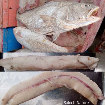 Argyrosomus japonicus
Ker
کِر
کِر یک ماھیگ  آئیے وزن 30 تا 40 کیلو ءُ دراجی 1 میٹر ءُ نیم بیت ۔ اے بلوچستان  ءِ تیاب دپاں پہ ہیک رینے وھد ءَ گیشتر شکار کن انت ۔ اشیے توک بلیڈر است انت کہ اشیا چہ ریشم جوڑ بیت ءُ ریشم انسانی دلانی آپریشن وھدا ٹانکا کن انت ۔ ءُ چین وڑیں ملک کرے بلیڈر پہ پاد ءُ دستانی جوڑانی درد ءَ ہم ورانتے ءُ جسمانی کمزوریاں ہم کار مرز کن انت ۔ 
ادا کرے ماھیگ ءِ بلیڈر اکس پُشت ءُ دیم ءُ ماھیگے جندے اکس انت ۔ 
اکس منت ۔ اختر عمر
