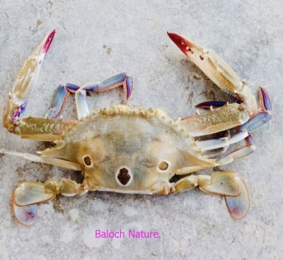 Crab
تگس ٹِکی
Tagas Tekki
اے تگس اسپیت انت بلے ٹک پر چمیشکا اشیا ٹکی گوش انت 

اے تگس اَنت ، گیشتر تیابی ریامانی تہ ءَ زندگی کن اَنت ، ریام ھما سنگ ءَ گْوش اَنت کہ تیاب ءِ دپ ءَ یا تلگ آپ بزاں کمیں آپ ءَ ھست اَنت ءُ وھدے کہ آپ بیل بزاں پُر ءَ کئیت آ آپ ءِ چیر ءَ بنت،وھدے آلاڑ ءَ روت بزاں آپ پشت ءَ روت ھمے سنگ کہ ریام گْوشگ بنت ڈن ءَ گندگ بنت ۔ھمے سنگانی سر ءَ رُستگیں شنزکیں کاہ ءُ دگہ ساھدار تگسانی وراک ءُ وردن اَنت ۔ تگس ءَ چوش زیم ءَ دو پکڑ گْونگیں دست پر اِنت کہ گوں ایشاں ورگاں سند اِیت ءُ وارت تگس ءِ ھمے دستانی بند سک مھکم ءُ مُھر اِنت اگاں انسان ءِ گْوشت ءَ بہ بند اِیت گوں آسانی ءَ پچ کنگ نہ بیت ۔تگس ءِ دپ ءَ گْرادنت ءُ ور اَنت تگس باز وڑیں ھست ، گْوش اَنت کہ تگس ءِ دپ پہ کُلگ ءُ کْران ٹی ٹی ءَ مرسان انت ۔
منت ۔۔ قاضی ریحان
Pic by Akhtar Omar
