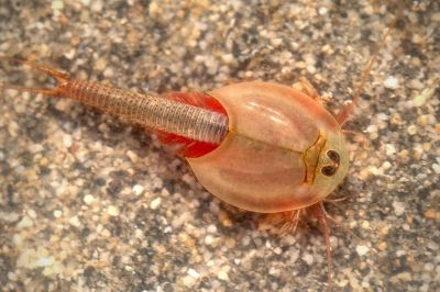 Tadpole shrimp
Tokko o Zarak
اشیا تُکو  ءُ  زراک گوش انت اے وھدے کہ ہور بیت کنڈ آپ  ءَ پُر بنت اے ہمے کنڈے آپانی تہا پیداک بنت بلے اے دگہ ملکاں برنجانی آپانی تہا پیداک بنت ۔ او ڈنی ملکاں اشاں دکاناں بہا زور انت ءُ وی پیشی ءُ مُرگاں وارین ان ت۔ اشیا آپی مدگ ہم گوش ان ت۔ بلے اے سوریں آپ  ءَ پیداک نہ بیت اے وشیں ہورانی آپان پیداک بیت ۔ 


