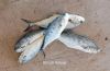 Filename=IMG-4311.jpg
Filesize=178KiB
Dimensions=1099x716
Date added=Feb 27, 2021 IMG-4311.jpg