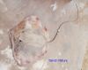Filename=Pittin.jpg
Filesize=97KiB
Dimensions=947x749
Date added=May 16, 2021 Pittin.jpg