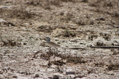 Greater Hoopoe-Lark
جَنِک ریپ
jenik rip
جَنِک ریپ جَڈول ءِ نسلاں چہ یک نسل انت کہ دگہ جڈولاں چہ مستر ءُ سُنٹ (چُمب) دراج انت۔ اے اکس من نوشکی ءَ کشتگ ابید چہ نوشکی ءَ خاران ءَ ھم من اے مُرگ کشگ اے مُرگ ھندی جہمنندیں مُرگے اے بلوچستان شمال ءِ بگر داں خیرپُور ءِ ریک ءَ کشگ بیتگ الم ھمے مُرگ راجستان یا گجرات ءَ ھم بیت، اے بلوچ دمگاں کُل سال گندگ بیت ءُ ھمے ھنداں رین کنت۔
من وہدے نوشکی ءَ مَردم جُست کُرتاں کہ جَنِک ریپ پَرچا گڑا یک کسہ ءِ اتک کہ کسانیں گونڈو ایں جِنِک اشی دمگ ءَ کپتگ ءُ گسر بیتگ ریک پاد ءَ تُنیگ بیتگ بیران بیتگ۔ اشی اگاں نزیک ءَ کسے روت گڑا اے کسانیں بال کنت ءُ دیمتر نندیت ھمے وڑا کم کمے دیر بیان بیت پمشکہ جَنِک ریپ نام کَپتگ 
منت سلمان بلوچ
