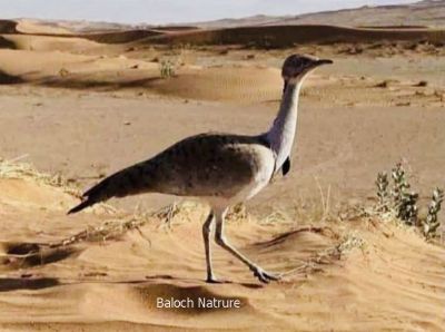 Houbara bustard
چرز
Charz
چرز یک ٹوہیں بالی مُرگے - چرزے تنی وھدی 32 ذات درگیجگ بوتگ انت - چرز ایشیا او افریکہ ء مرُگ انت - وھدے کہ میانی ایشیا گوریچ کشّگا بنگیج کنت گُڈا اے ٹوھیں مُرگا تررگا نیلیت، مجبور بیت او وتی بالاں بندیت دیم پہ گرمیں ھنداں ۰ بلوچستان اکتوبرے ھلاسی او نومبرے بندات ء سر بیت - چرز گیشتر، مدگ، کٹگ، میزوک، کڈوک، چریت، کیپُک، بالواں چینت او وارت - بلوچستان پہ چرزا ایمنیں جاہے نہ انت - مئے درملکی مہمان مئے میاراں شکار کن انت او ما وا وا کنیں
