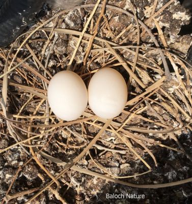 Laughing Dove Eggs
شاتُل ءِ ہیک
Shatol e haik
شاتل مدام ہیکانی واستہ کدو جوڑ کنت بلے اشیے کدو انچو مُہر نہ انت ۔ کسانیں گوات ہم آئیے کدوا دور دنت ۔ بلے ادا اے کدو انچیں جاگہ جوڑ کدگ کہ اشیے دور دیک باز گران انت ۔ 
