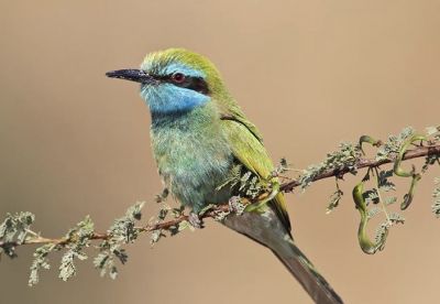 Green Bee eater

کرکی ءُ نیلاں گواھرامُک
Karki. Nillan gwahramok
کرکی ءَ باز ھنداں نیلاں گوھرامُک گوش انت۔ کرکی بلوچستان ءِ وتی مُرک انت ۔ کشارانی ہمرنگیں بلے بُرزی نیمگا کمّ ءِ سُہری است۔ اے بالو پاتو کٹگ کرم شکار کنت۔ اے کسانیں بالی مُرگ ءِ بلے اشیے مستریں زات ءِ استیں کہ موسم ءِ سرا کئیت پدا واتر بیت۔
