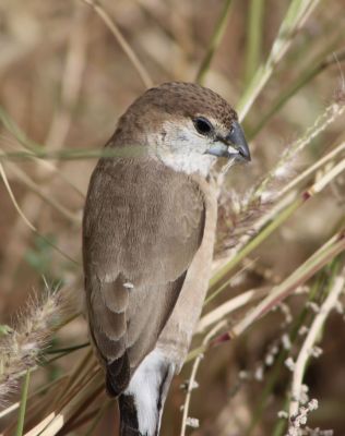 Indian Silverbill 
چنچرت
Chenchert
چنچرت یا پُمپُرت 13 سنٹی دراچ بیت اے کسانیں مُرگ ءِ کہ کسانیں بُنڈکیں سُنت پر ، اشیے سربری نیمگ ناسی انت ، چیری نیمگ اسپیت بلے دُمبلی ءُ بانزپلانی سر سیاہ رنگ جن انت ۔ اے بلوچستان ءَ باز انت ۔ اے گیشتر بہار کاہانی براں او گلّہ او جواں ہم پلگی کنت ۔ اےکسان بلے ڈولداریں مُرگءِ ۔
