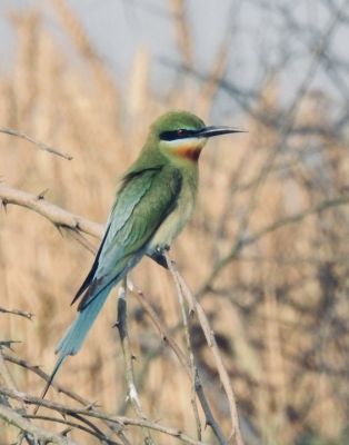 Green bee eater

کرکی ءُ نیلاں گواھرامُک
Karki. Nillan gwahramok
کرکی ءَ باز ھنداں نیلاں گوھرامُک گوش انت۔ کرکی بلوچستان ءِ وتی مُرک انت ۔ کشارانی ہمرنگیں بلے بُرزی نیمگا کمّ ءِ سُہری است۔ اے بالو پاتو کٹگ کرم شکار کنت۔ اے کسانیں بالی مُرگ ءِ بلے اشیے مستریں زات ءِ استیں کہ موسم ءِ سرا کئیت پدا واتر بیت۔
