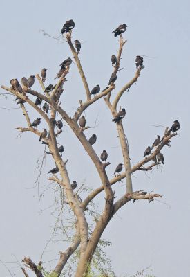 Myna
گولو
Golo
گولو بلوچستان ء جہمنندیں با لی مُرگ ءِ - سکّیں ہُژاریں مرگے - گرماگ ءِ درگتا مچکدگ ءَ زمستان ءِ گیشتر بازارا گردیت - گولو چہ اپسانشدوک رند شور کنوکیں مُرگ انت
بلوچاں گشتگ
من گراگ سیاہ اُو گولو کمبرا دستگ

