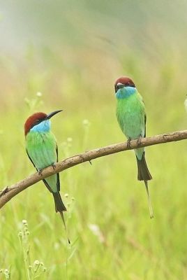 Green Bee Eater

کرکی ءُ نیلاں گواھرامُک
Karki. Nillan gwahramok
کرکی ءَ باز ھنداں نیلاں گوھرامُک گوش انت۔ کرکی بلوچستان ءِ وتی مُرک انت ۔ کشارانی ہمرنگیں بلے بُرزی نیمگا کمّ ءِ سُہری است۔ اے بالو پاتو کٹگ کرم شکار کنت۔ اے کسانیں بالی مُرگ ءِ بلے اشیے مستریں زات ءِ استیں کہ موسم ءِ سرا کئیت پدا واتر بیت۔
