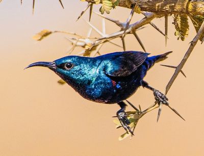 Purple Sunbird
Seyahin Pittik
سیاہیں پیٹک
سیاہیں پیٹک بلوچستان ءَ باز کم انت چیا کہ اے گیشتر چہ دگہ ملکاں مہاجر بیت گڈا بلوچستان ءَ مان تریت ۔ بلے گیشتر درچکانی پُلاں گوں گلائیش انت ۔ ءُکرگ ءِ پُلاں چہ پہ وت وراکی درگیجیت  ۔ 
Pic by Yagnish Karia
