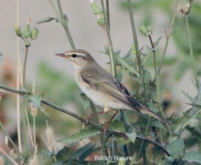 Willow Warbler

ناہی ءُ پُچی
Nahi o Pochi
پُجی کسانیں مُرگ ء کہ گیشتر ماں مچّانی پُچانی توکا او کہیر او کُنرانی تاکانی توک ء کرم ' کٹگ ۔ مُوکو، مور او سلور پٹ ایت او گیپت او وارت ۔ چمیشکا اشیا پُچی گوش انت بلے باز جاہ ء اشیارا ناہی ہم گوش انت ۔ اے مُرگ یک جاہ ء نشت نہ کنت بلکن مدام سُریت او سٹ کنان انت ۔مرگ گونڈ بلے ڈولدار انت
